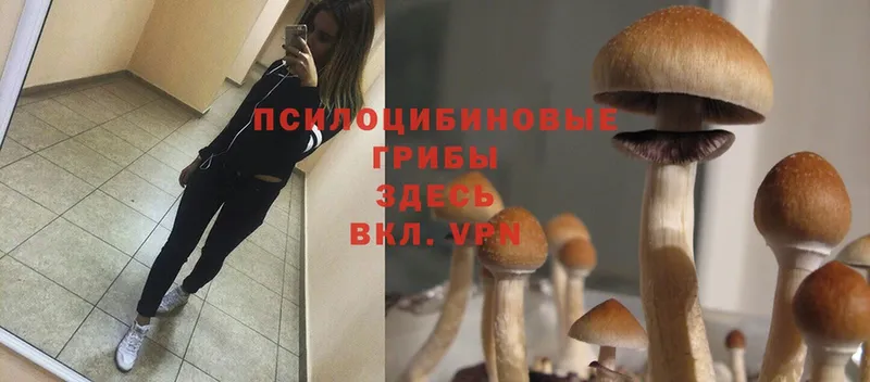 как найти закладки  blacksprut ссылки  Галлюциногенные грибы MAGIC MUSHROOMS  Кыштым 